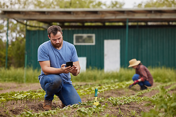 Image showing Farm, agriculture and sustainability with a man farmer typing on his phone while planting a plant or crops on his farm. Young male browsing the internet on his mobile while harvesting green produce