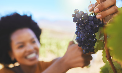 Image showing Farmer cutting bunch of grapes in vineyard, fruit farm and organic estate with pruning shear for wine, alcohol and food industry. Closeup of fresh, juicy and sweet nature harvest for agriculture