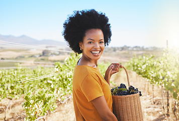 Image showing Woman picking grapes in vineyard, wine farm and sustainability fruit orchard in rural countryside. Portrait of happy black farmer carrying a basket of sweet, fresh and organic produce in agriculture