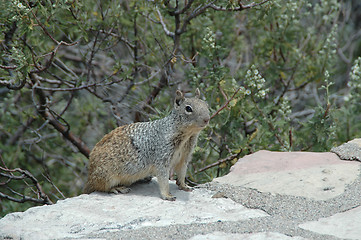 Image showing Squirrel