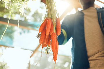 Image showing Agriculture, vegetables and farmer holding carrots or fresh organic produce. Health, wellness and sustainability worker washing crops for shipping to green retail grocery supermarket on his farm