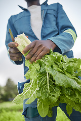 Image showing Agriculture and green leaf spinach vegetable farmer on farm or garden field working on plant growth and sustainability of environment close up. Worker farming natural and healthy vegetables in spring