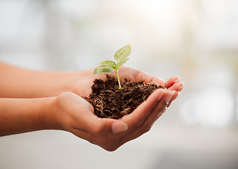 Image showing Sustainable, eco friendly and plant growth in hand with soil to protect the environment and ecosystem. Closeup of female palms with a young organic sprout or seedling for the sustainability of nature