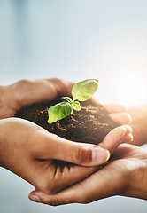 Image showing Hands holding plant while growing showing teamwork, conservation, togetherness, nature development and growth as a community. Closeup of people with organic green flower leaves on dirt inside