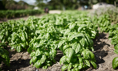 Image showing Farm environment, sustainability or plant agriculture in countryside with growth and nature background of healthy spinach plants. Vegetable garden landscape in spring with natural green land or field