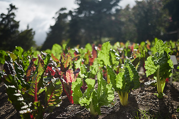 Image showing Agriculture farm land of spinach plants in the sun with leaf, soil and growth in a green eco environment for agribusiness, farming or sustainability. Vegetable garden in a summer nature landscape