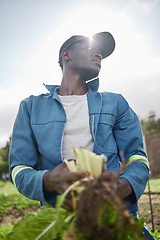 Image showing Sustainability farmer, spinach agriculture farm and countryside worker harvesting healthy green plant leaf. Thinking or working gardening man with growth mindset for environment on nature field