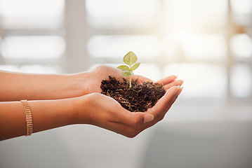 Image showing Business person holding plant seed, soil growth in hands for sustainable development or environmental awareness in eco friendly, earth company. Growing and nurturing flower leaf out on dirt close up