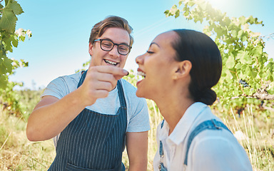 Image showing Love, agriculture and couple on a vineyard in happy moment sharing grapes on a wine tasting farm. Man and woman together having sweet fun while farming in nature in the countryside during the summer.