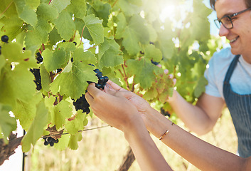 Image showing Growth, grapes and vineyard farmer hands picking or harvesting organic bunch outdoors for quality choice, agriculture industry or market. A worker checking vine fruit from tree plant in summer