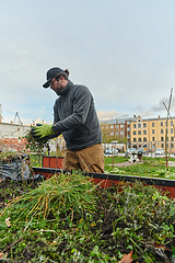 Image showing A European man tends to a colorful floral garden in front of his house, creating a vibrant and well-maintained outdoor space