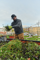 Image showing A European man tends to a colorful floral garden in front of his house, creating a vibrant and well-maintained outdoor space