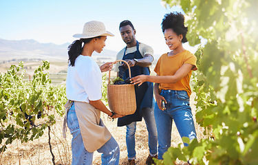 Image showing Wine farm, farmer and team of workers picking or harvesting fruit with shears in a vineyard. Wellness, agriculture and eco friendly people standing in green, agro and sustainability field in nature.