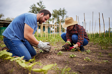 Image showing Couple planting, environment growth and countryside farmer with accountability on agriculture farm, sustainability field or nature. Man, woman or garden mindset worker with green plants in earth soil
