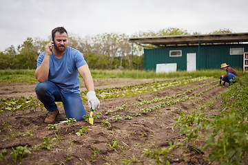 Image showing Agriculture, sustainability and countryside farmer on phone call working in farm field industry with corn, leaf and soil. Nature, nutritionist and environment plant growth farming with spring harvest