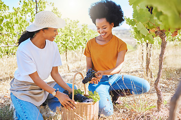 Image showing Grapes vineyard, agriculture farmer or nutritionist worker working with fresh black fruit on farm land or countryside. Happy black woman in sustainable farming, winemaking industry with organic plant