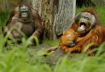 Image showing Monkey couple