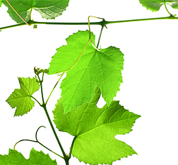 Image showing Grapevine with copy space