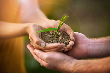 Image showing Caring people holding in hands a seed, plant and soil growth for environmental awareness conservation or sustainable development. Eco couple with small tree growing in hand for fertility or Earth Day