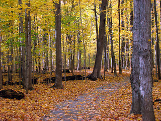 Image showing Fall foliage