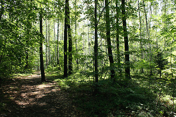 Image showing czech forest