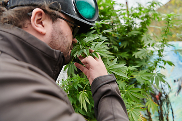 Image showing Man wearing a cap smelling the fragrant flowers of a marijuana plant, enjoying the natural aroma of cannabis blooms.