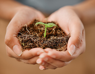 Image showing Sustainable, eco friendly and hands holding plant with soil to protect the environment and ecosystem. Closeup of female with a young new sprout or seedling for the sustainable growth of nature