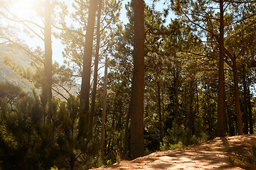 Image showing Wild pine trees growing in forest, woods and mountain with lens flare. Scenic landscape of tall, long and lush plants in nature outdoors. Peaceful, calm and natural view to hike, explore and travel