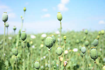 Image showing poppy field