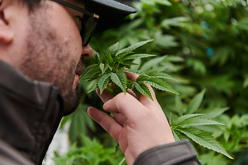 Image showing Man wearing a cap smelling the fragrant flowers of a marijuana plant, enjoying the natural aroma of cannabis blooms.