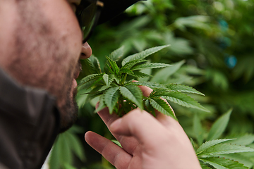 Image showing Man wearing a cap smelling the fragrant flowers of a marijuana plant, enjoying the natural aroma of cannabis blooms.