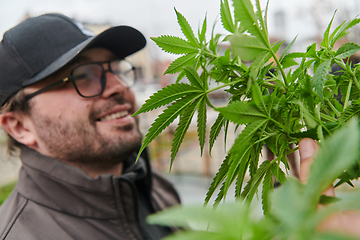 Image showing Man wearing a cap smelling the fragrant flowers of a marijuana plant, enjoying the natural aroma of cannabis blooms.