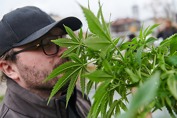 Image showing Man wearing a cap smelling the fragrant flowers of a marijuana plant, enjoying the natural aroma of cannabis blooms.