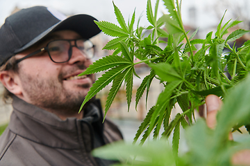 Image showing Man wearing a cap smelling the fragrant flowers of a marijuana plant, enjoying the natural aroma of cannabis blooms.