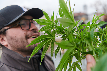 Image showing Man wearing a cap smelling the fragrant flowers of a marijuana plant, enjoying the natural aroma of cannabis blooms.