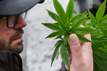 Image showing Man wearing a cap smelling the fragrant flowers of a marijuana plant, enjoying the natural aroma of cannabis blooms.