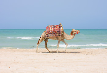 Image showing camel on the beach 