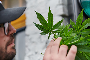 Image showing Man wearing a cap smelling the fragrant flowers of a marijuana plant, enjoying the natural aroma of cannabis blooms.