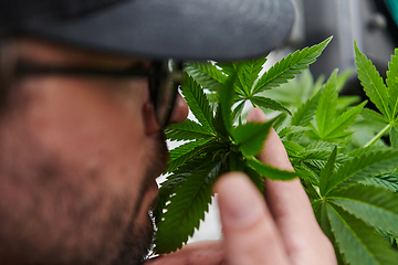 Image showing Man wearing a cap smelling the fragrant flowers of a marijuana plant, enjoying the natural aroma of cannabis blooms.