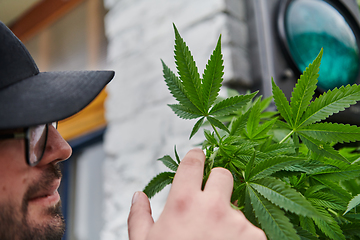 Image showing Man wearing a cap smelling the fragrant flowers of a marijuana plant, enjoying the natural aroma of cannabis blooms.