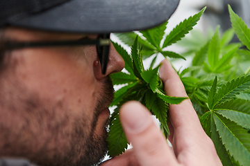 Image showing Man wearing a cap smelling the fragrant flowers of a marijuana plant, enjoying the natural aroma of cannabis blooms.