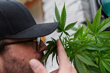 Image showing Man wearing a cap smelling the fragrant flowers of a marijuana plant, enjoying the natural aroma of cannabis blooms.