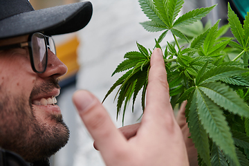Image showing Man wearing a cap smelling the fragrant flowers of a marijuana plant, enjoying the natural aroma of cannabis blooms.