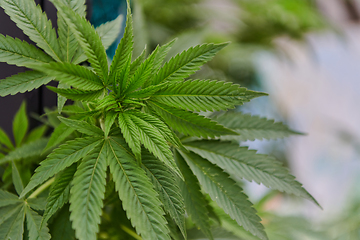 Image showing A close-up photo of fresh marijuana leaves in an urban setting, showcasing the vibrant green foliage of the cannabis plant amidst the cityscape.