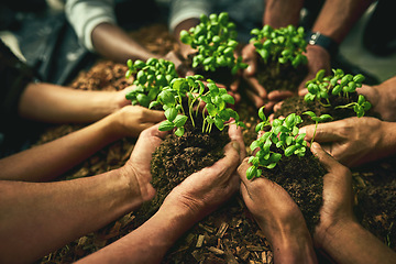 Image showing A diverse group of sustainable people holding plants in an eco friendly environment for nature conservation. Closeup of hands planting in fertile soil for sustainability and organic farming