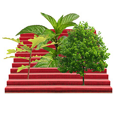 Image showing Plants on a stairway isolated over white