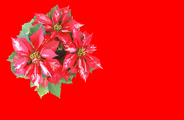 Image showing Poinsettia Christmas Star red