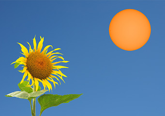 Image showing Sunflower and the sun with copy space