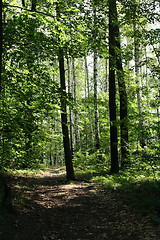 Image showing czech forest