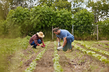 Image showing Farmer couple working together planting organic vegetable crops on a sustainable farm and enjoying agriculture. Farmers or nature activists outdoors on farmland harvesting in a garden